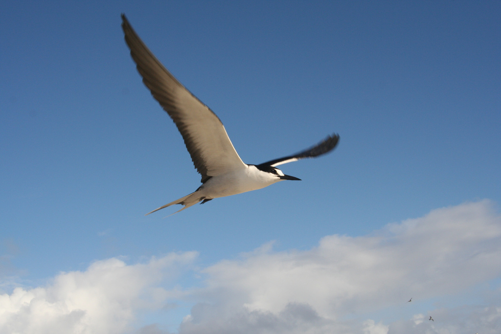 Sooty Tern