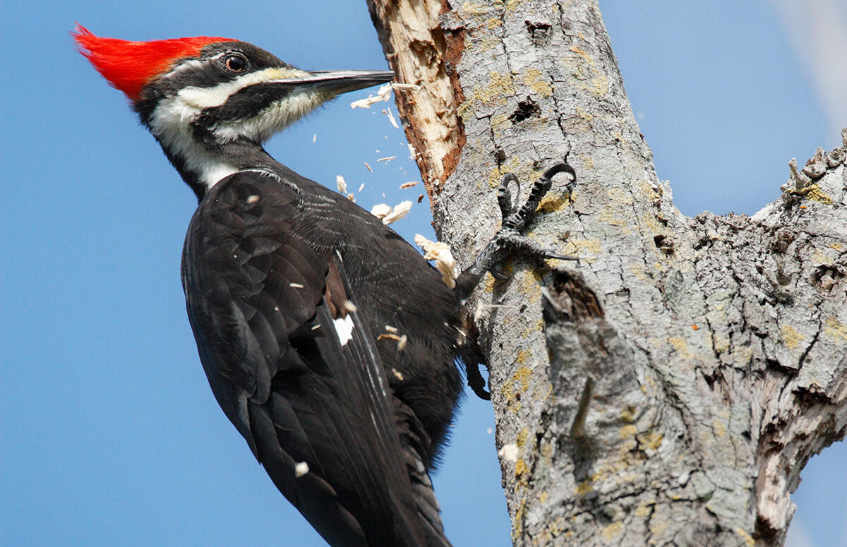 Woodpecker