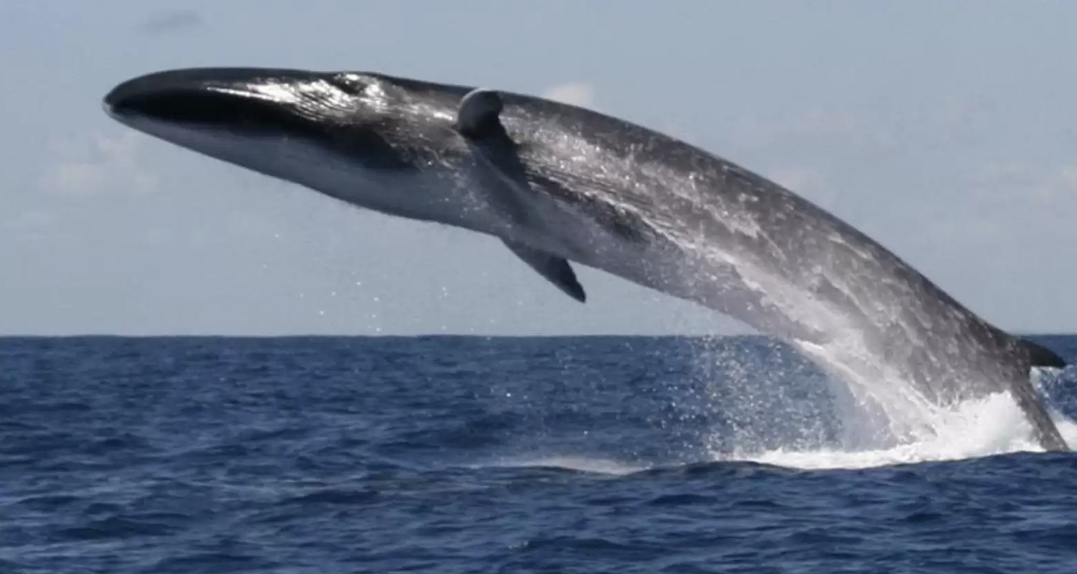 Fin Whale