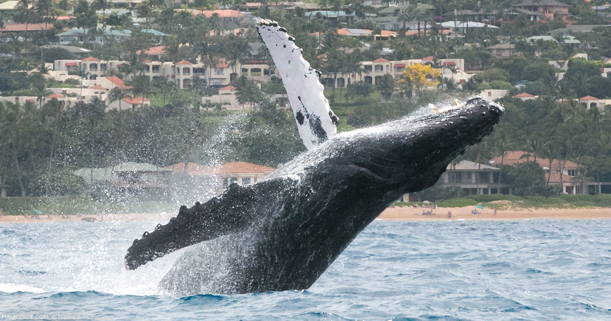 Humpback Whale