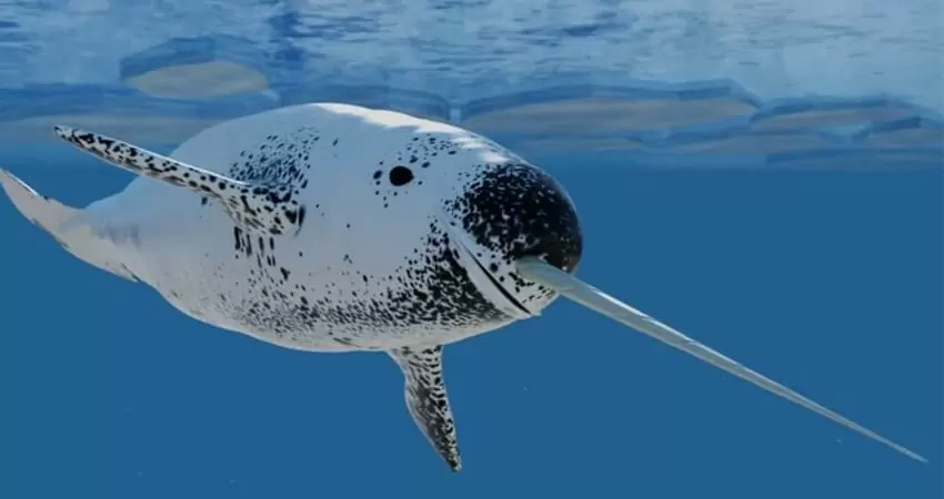 Narwhal Whale