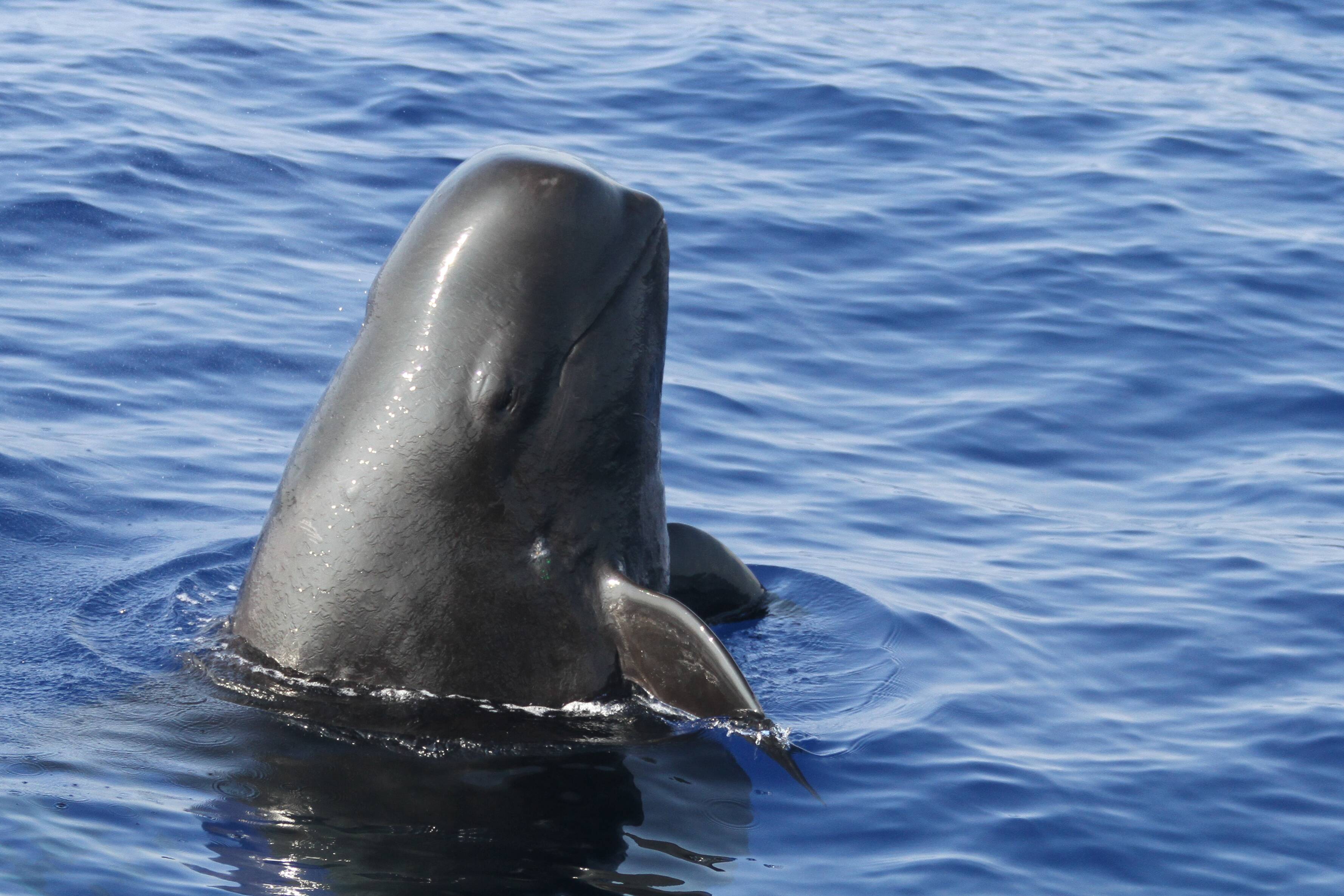 Pilot Whale
